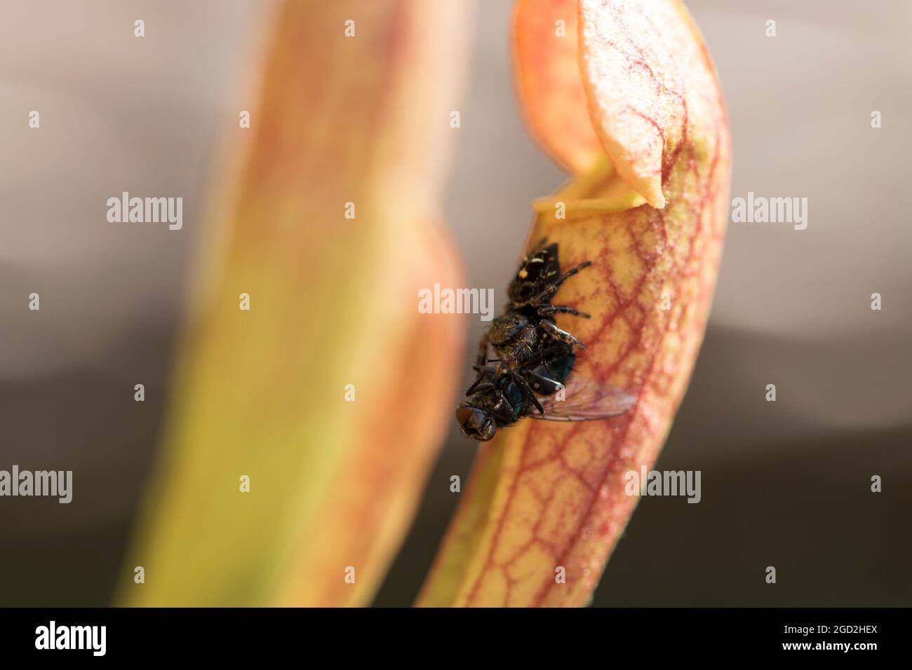 Springende Spinne mit Fliege. Raubtier- und Beutezyklus des Lebens in der Insektenwelt. Stockfoto