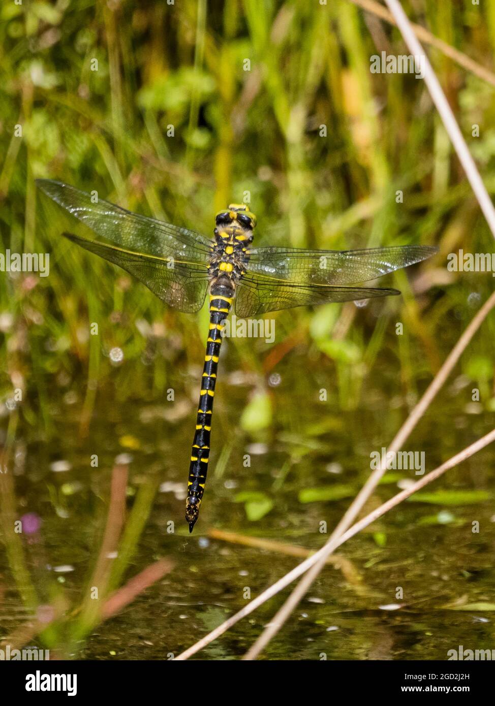 Weibliche, goldberingte Libelle, die Eier in einem Gartenteich in der