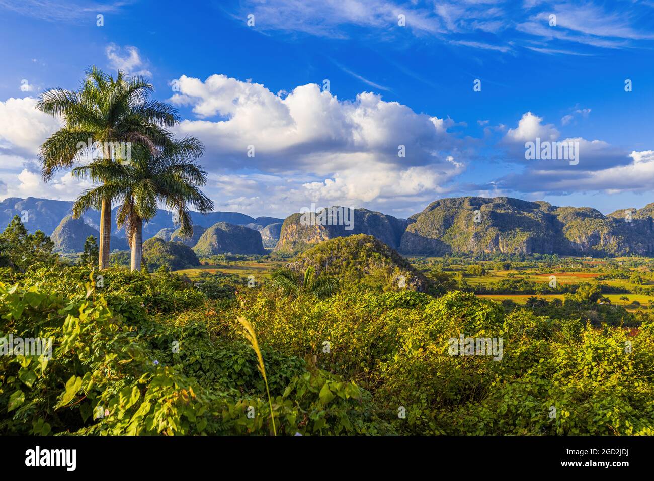 Blick auf Felder, Mogoten und Palmen im Vinales-Tal, Kuba Stockfoto