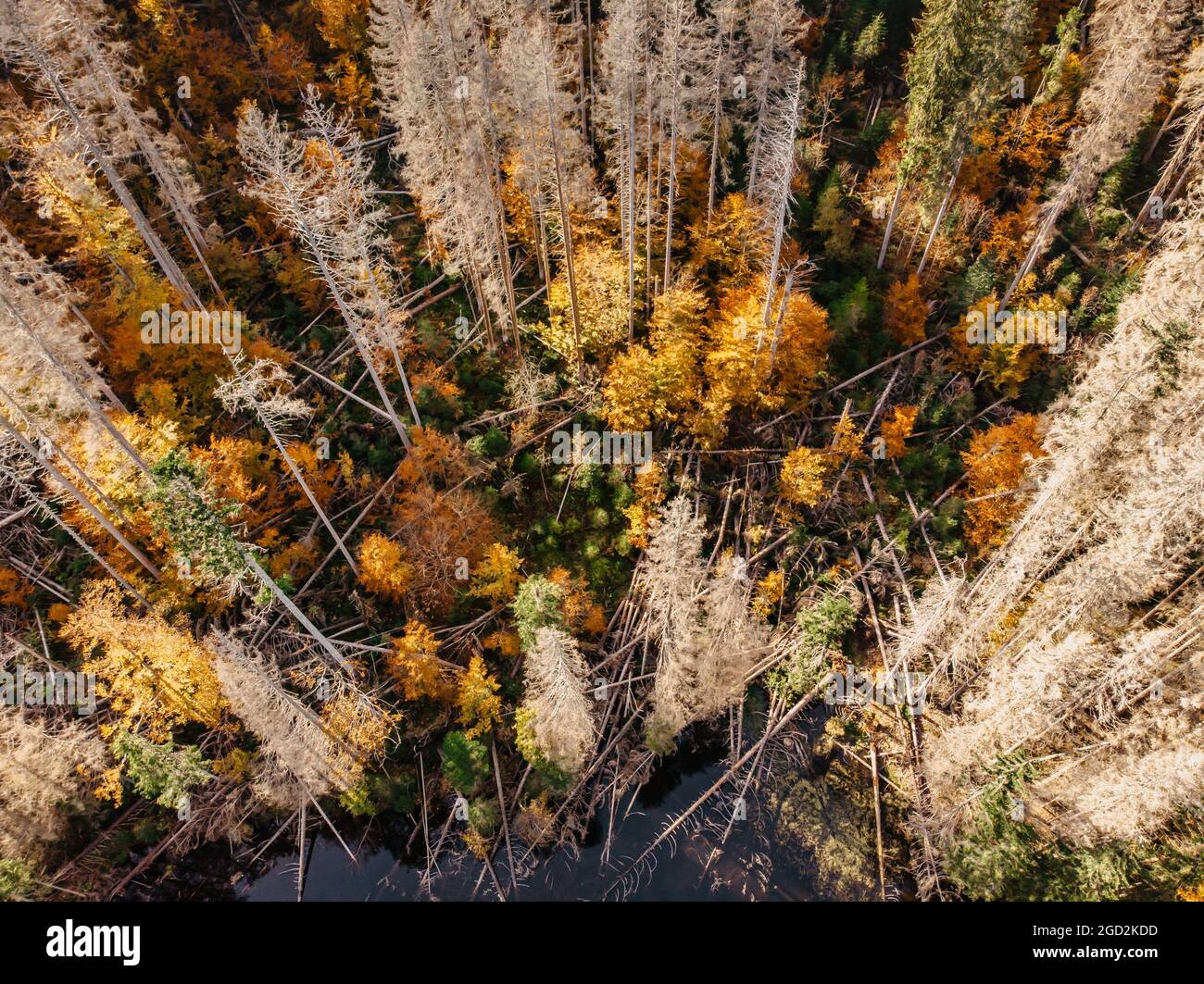 Zerstörte tote Bäume im Wald.Sterbender Wald in Tschechien aufgrund von Klimawandel, Dürre und Rindenkäfer. Stamm von trockenen Bäumen.Kiefernwald Stockfoto