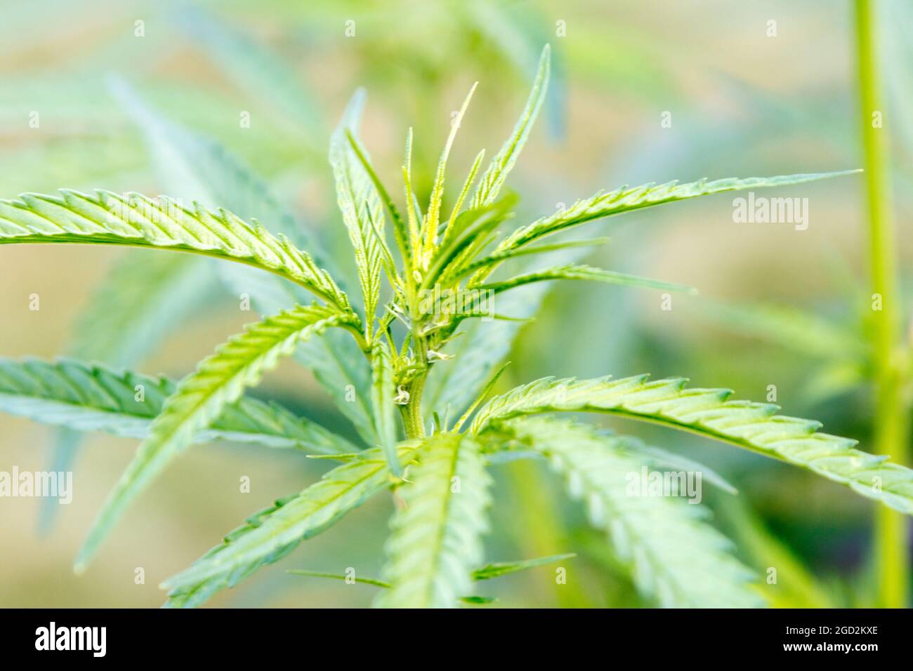 Isolierte Nahaufnahme einer Marihuanapflanze. Stockfoto