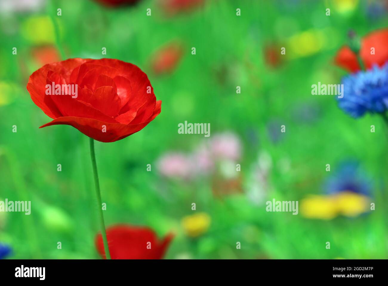 Ein leuchtender roter Mohn in einem englischen Wildblumengarten an einem hellen und sonnigen Tag im Juli. Stockfoto Ein leuchtender roter Mohn in einem englischen Wildblumengarten an einem hellen und sonnigen Tag im Juli. Stockfoto