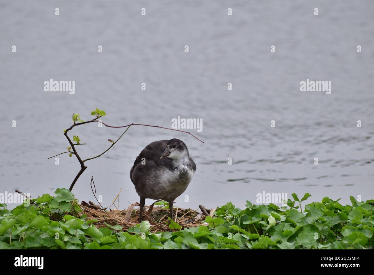 Coot im Bushy Park Stockfoto