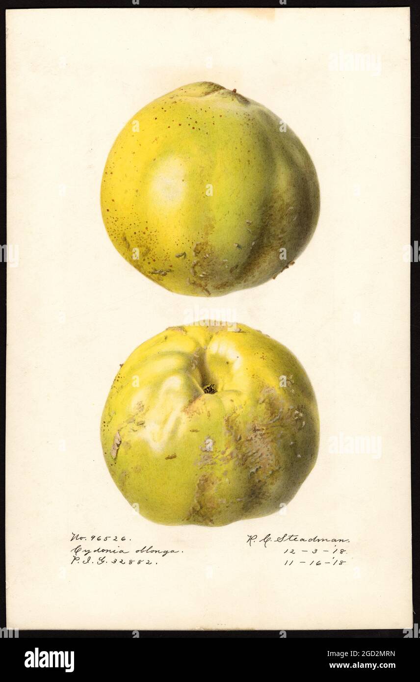 AquarellBild der Cydonia oblonga QuittenSorte (wissenschaftlicher