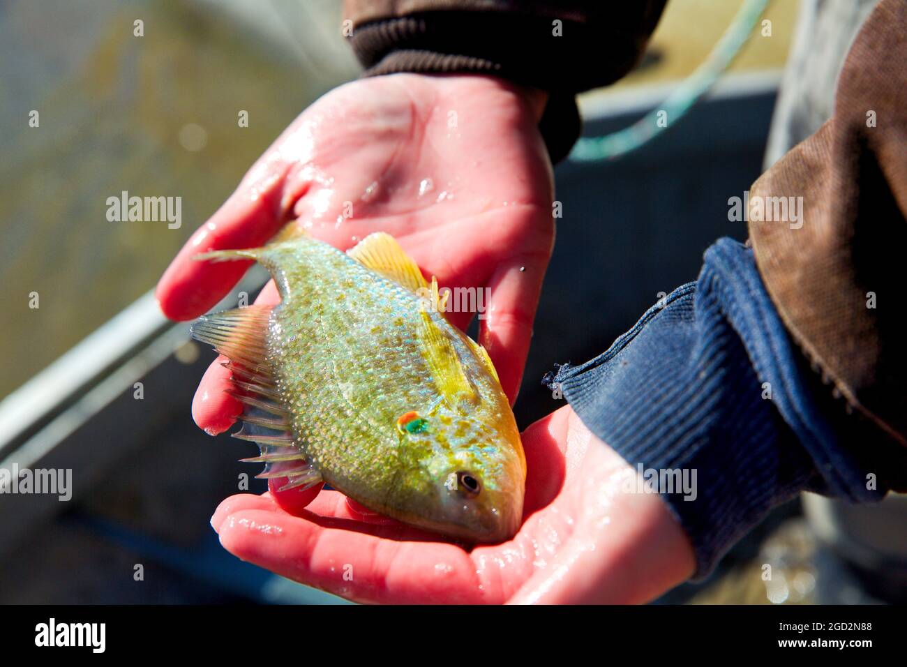 Nahaufnahme eines redear Mondfisch ca. 28. November 2017 Stockfoto