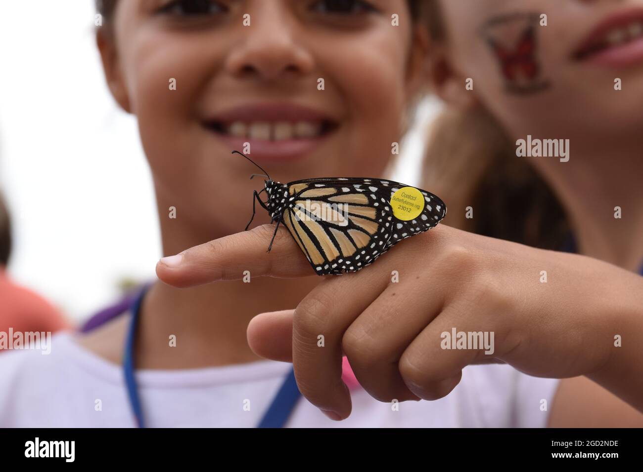 Getaggt Monarchschmetterling in Encinitas, Kalifornien ca. 18. Oktober 2016 Stockfoto