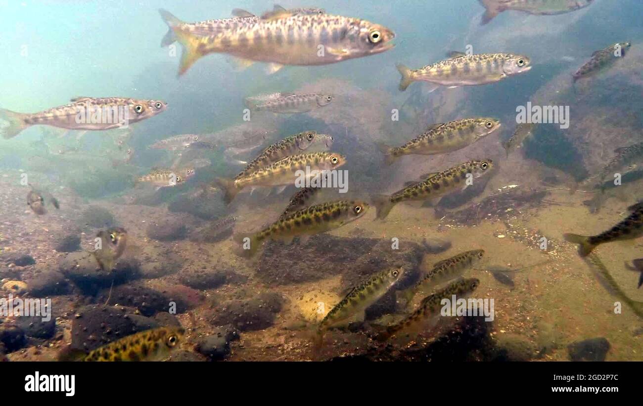 Eine Unterwasseransicht von einigen der rund 29,000 bedrohten, im Winter verlaufenen Junglachse Chinook, die am Freitag, den 2. März, in die North Fork des Battle Creek, einem Nebenfluss des Sacramento River, freigesetzt wurden. Die Fische stammen aus dem Livingston Stone National Fish Hatchery Zuchtprogramm und wurden an diesem Morgen ca. 5. März 2018 Stockfoto