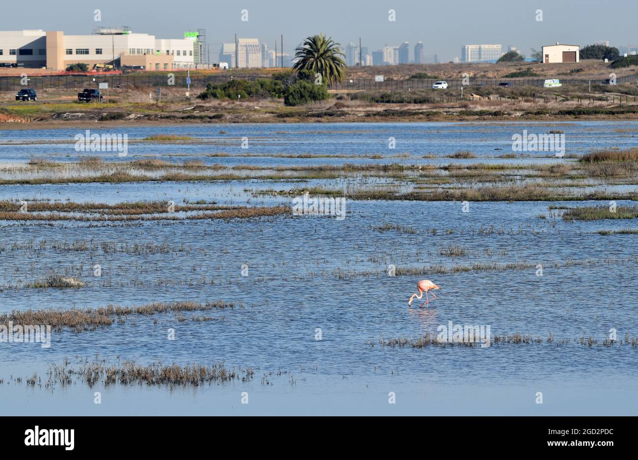 Eigensinnige Flamingo in San Diego, Kalifornien, USA ca. 2018 Stockfoto