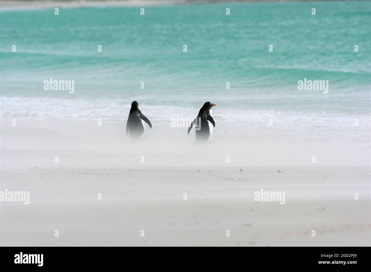 Windigen Strand Stockfoto