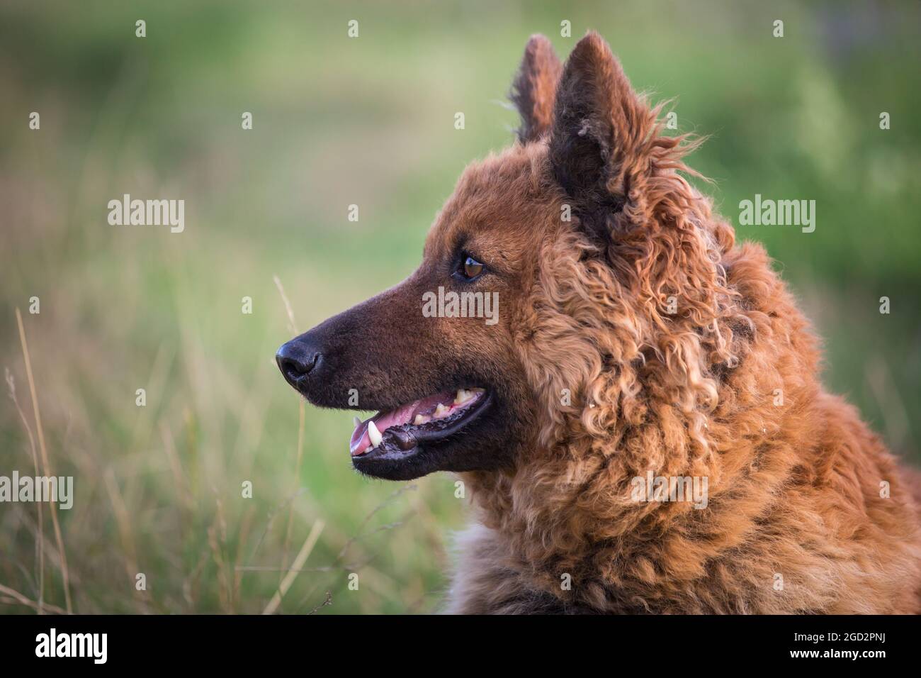 Westerwälder Kuhhund, alte Deutsche Schäferhund Stockfoto