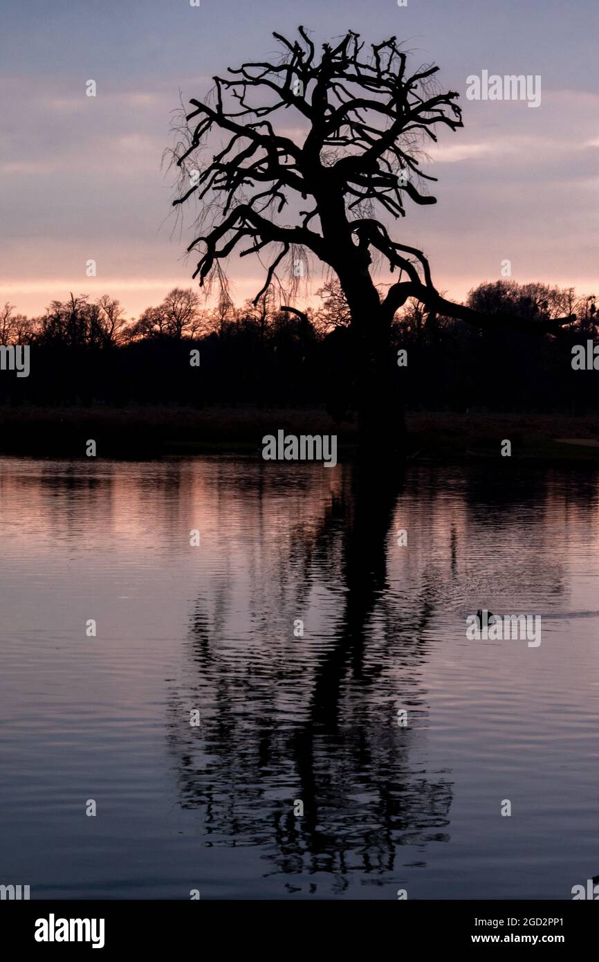 Bushy Park bei Sonnenuntergang im März Stockfoto