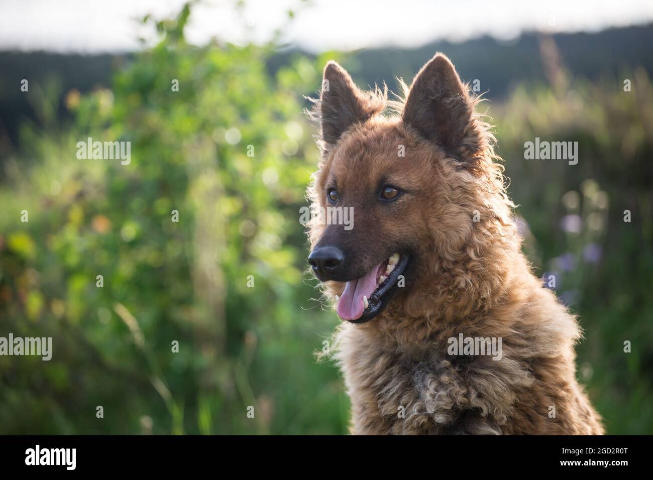 Westerwälder Kuhhund, alte Deutsche Schäferhund Stockfoto