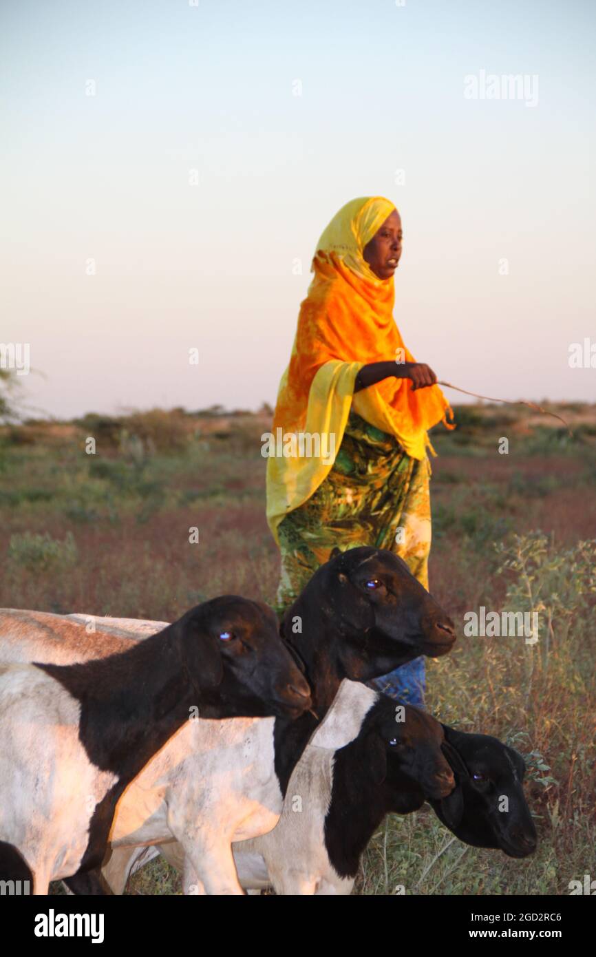 Eine Frau namens Dama, die Ziegen hütet, ist Mitglied einer Viehvermarkter-Gruppe in Äthiopien, Ca. 17. Dezember 2013 Stockfoto