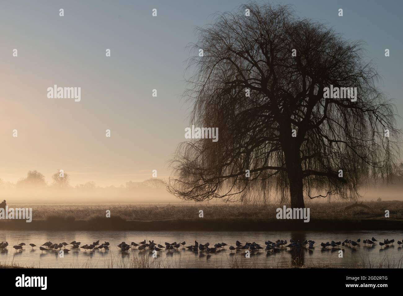 Misty Lake Stockfoto