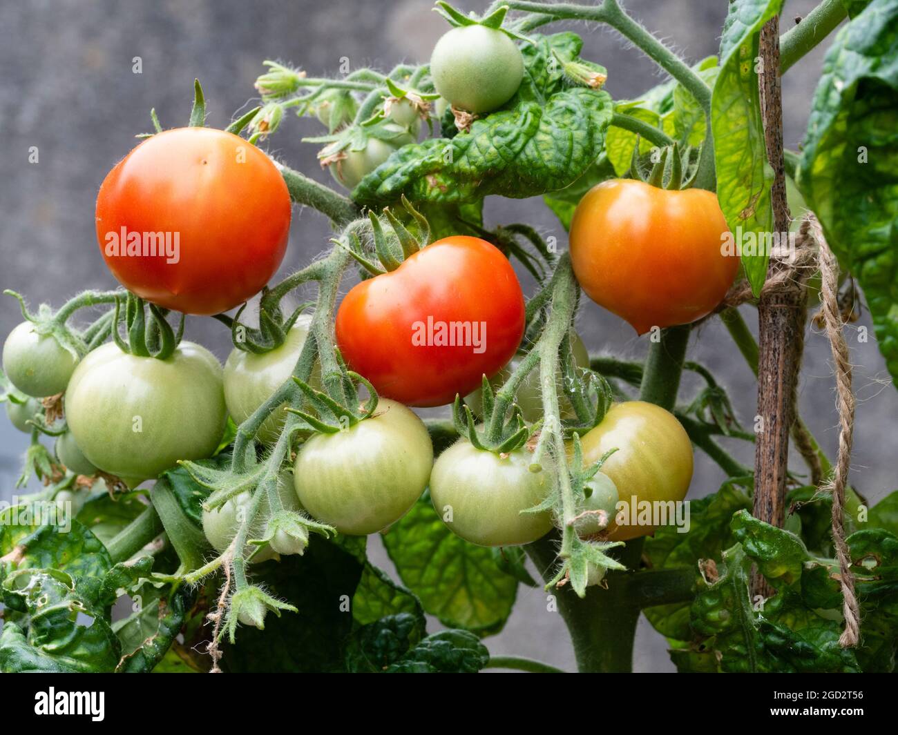 Reife und unreife Sommerfrüchte der zarten jährlichen Tomate, Solanum lycopersicum 'Balconi Red F1' Stockfoto