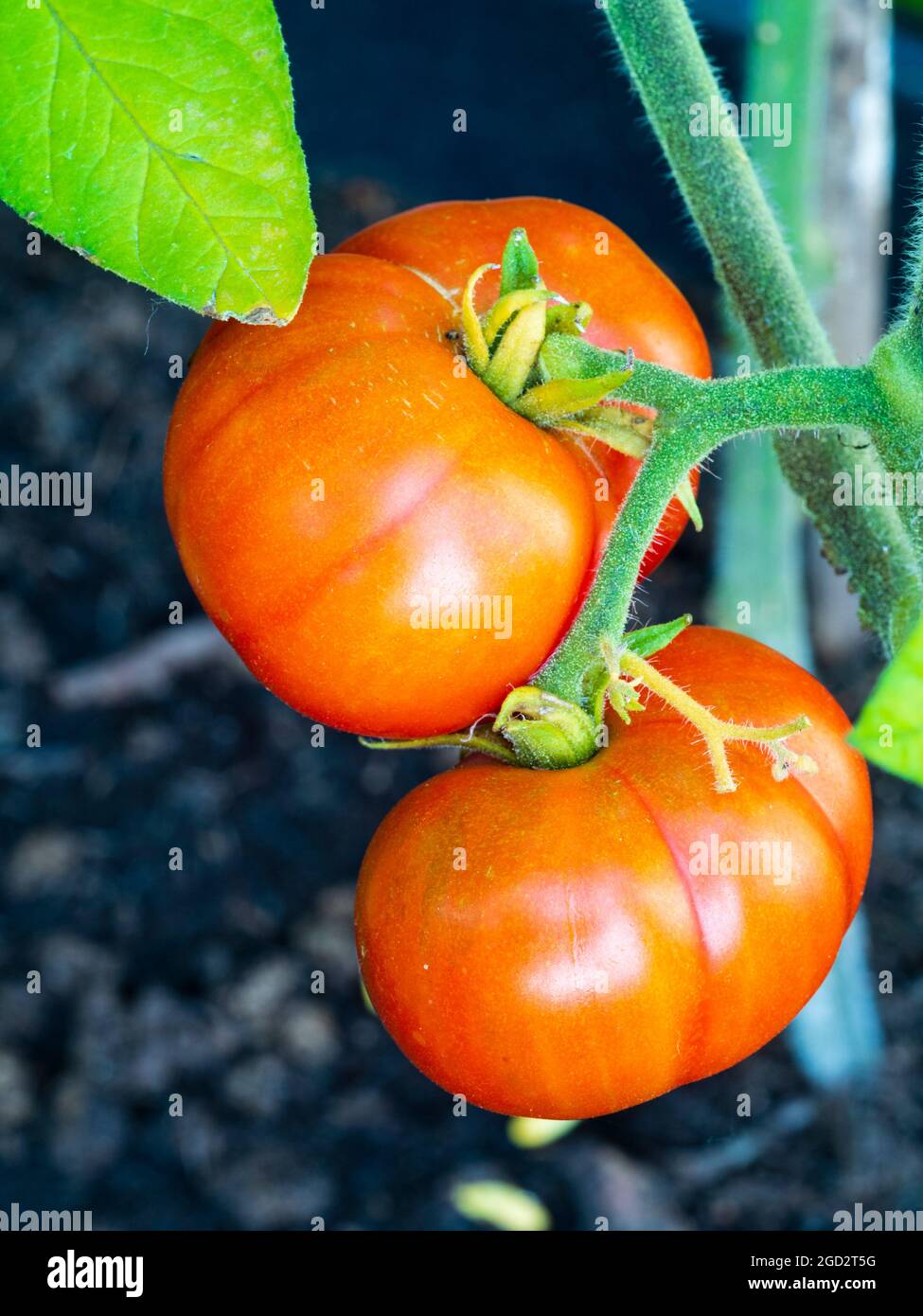 Reife Sommerfrüchte der zarten jährlichen Tomate, Solanum lycopersicum 'Outdoor Girl' Stockfoto