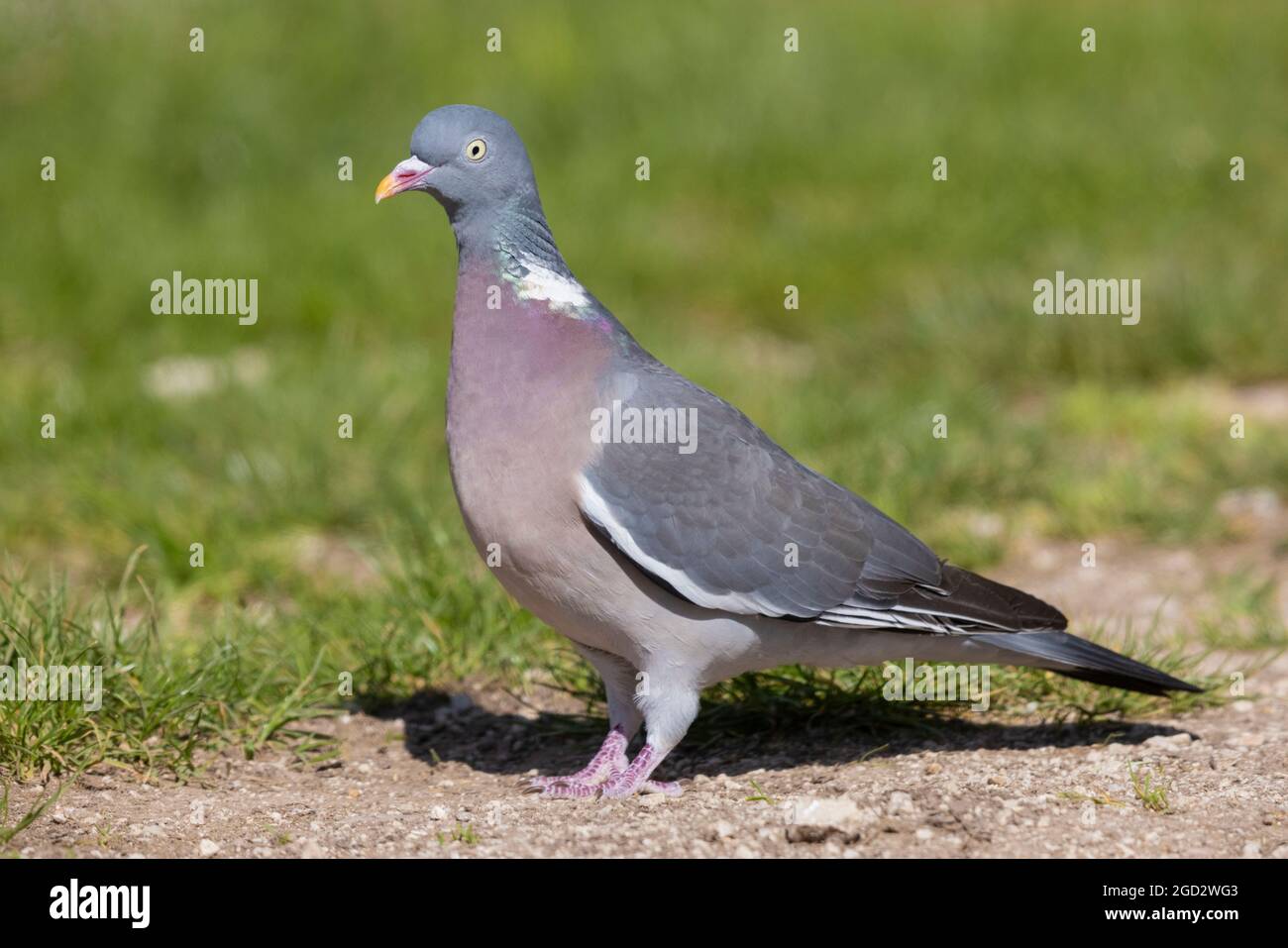 Gewöhnliche Holztaube (Columba palumbus), Seitenansicht eines Erwachsenen, der auf dem Boden steht, Abruzzen, Italien Stockfoto