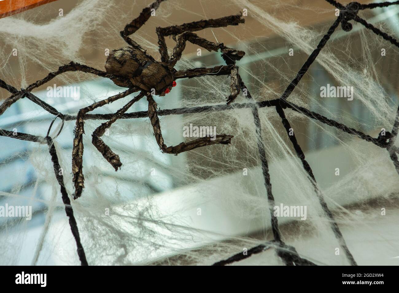 Eine Spinne Seitenansicht auf die Äste eines Baumes, von dem ein Spinnennetz hängt. Das Konzept von Halloween, gruseliger Schädel Stockfoto