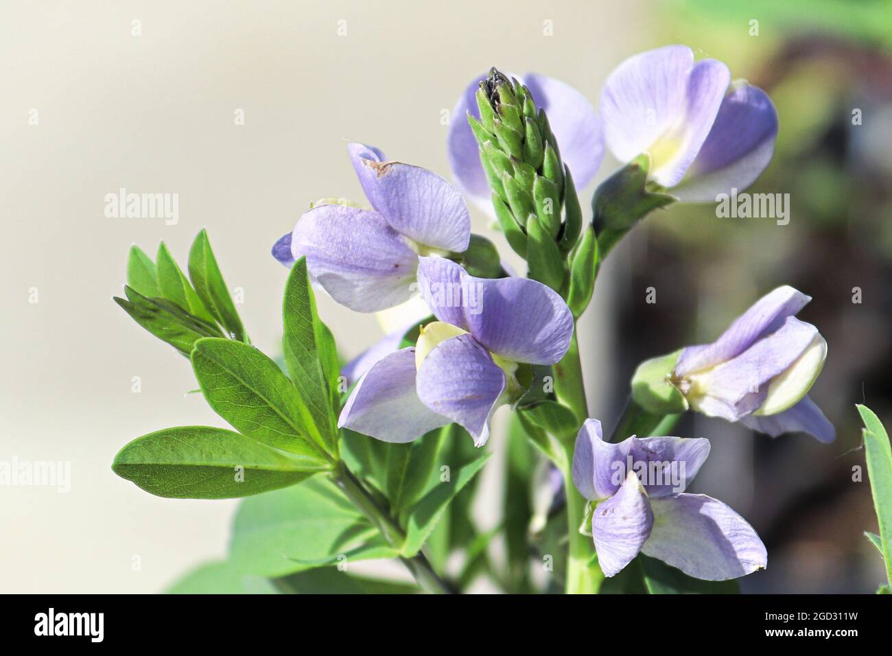 Makro von zarten False Indigo Blüten in Blüte Stockfoto
