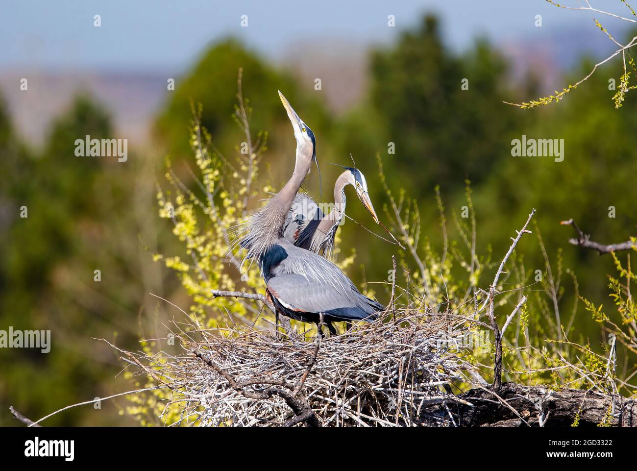 Nahaufnahme eines Blaureiher-Paares in ihrem Nest, wobei einer bereit ist, einen Niststock zu platzieren, und der andere sich in einer Halsausdehnungsanzeige einlässt. Stockfoto