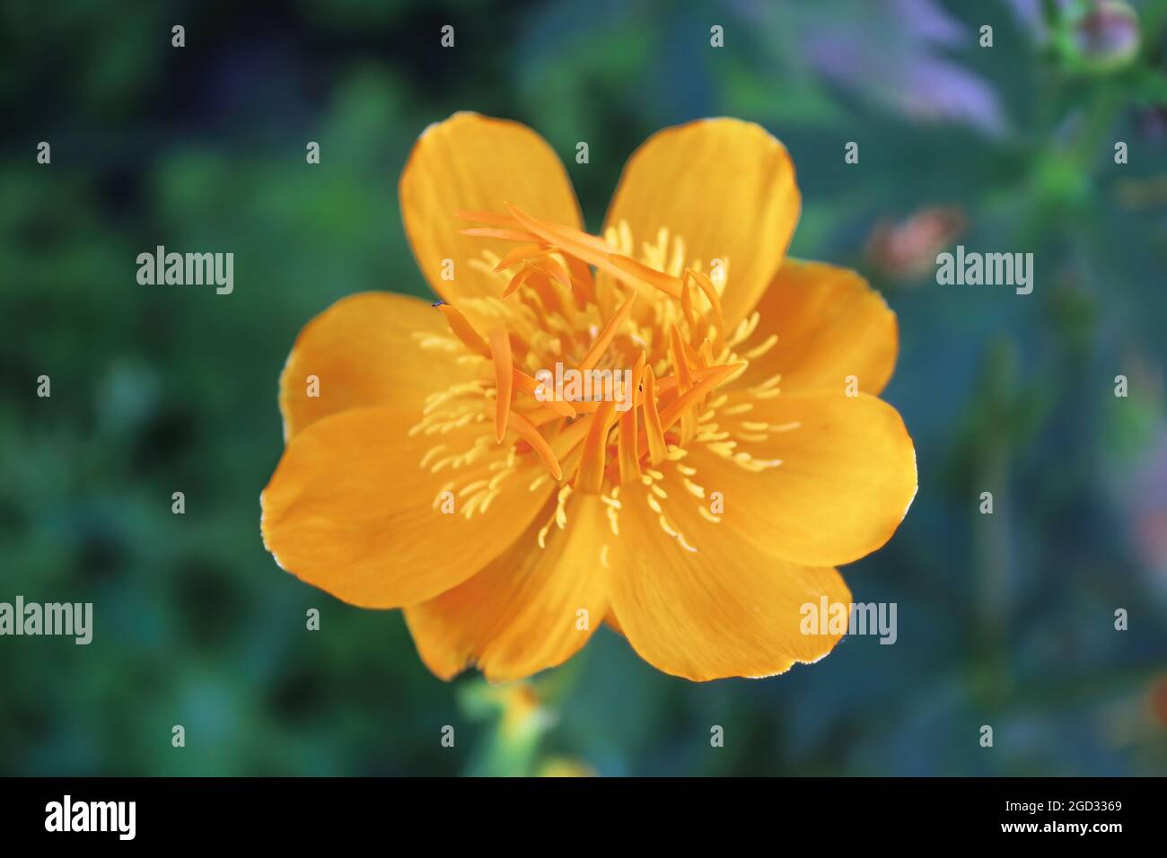 Nahaufnahme von orangefarbenen Globe Flowers in voller Blüte Stockfoto