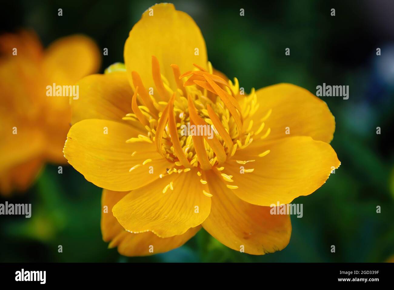 Nahaufnahme von orangefarbenen Globe Flowers in voller Blüte Stockfoto