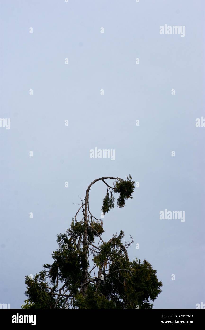 Der Baum fällt um Stockfoto