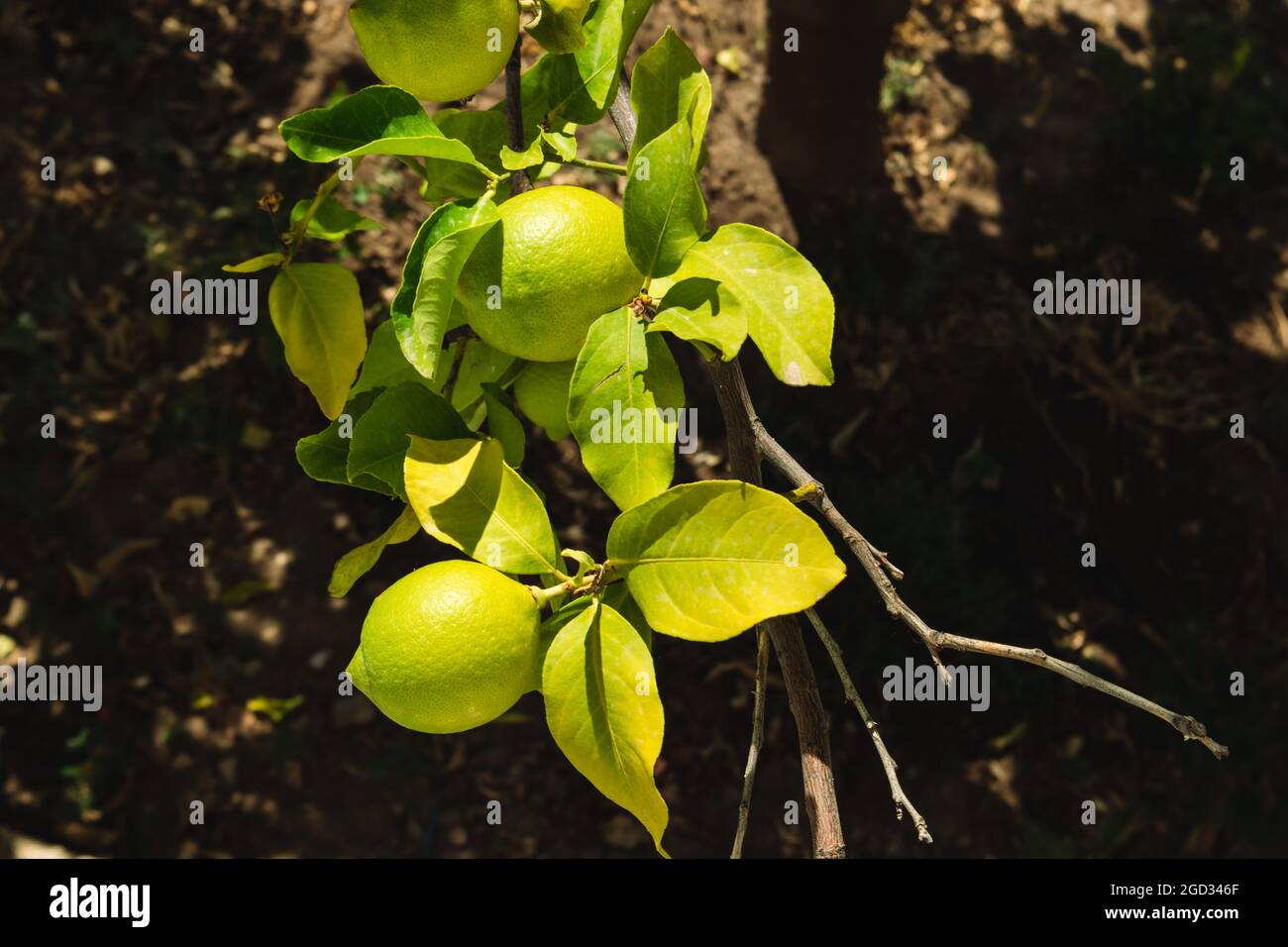 Sonnige lebendige grüne Zitronen Nahaufnahme auf Baumzweig im griechischen Dorfgarten . Sommerfrüchte wachsen an der Küste der Ägäis in Griechenland. Auf dunklem Hintergrund Stockfoto