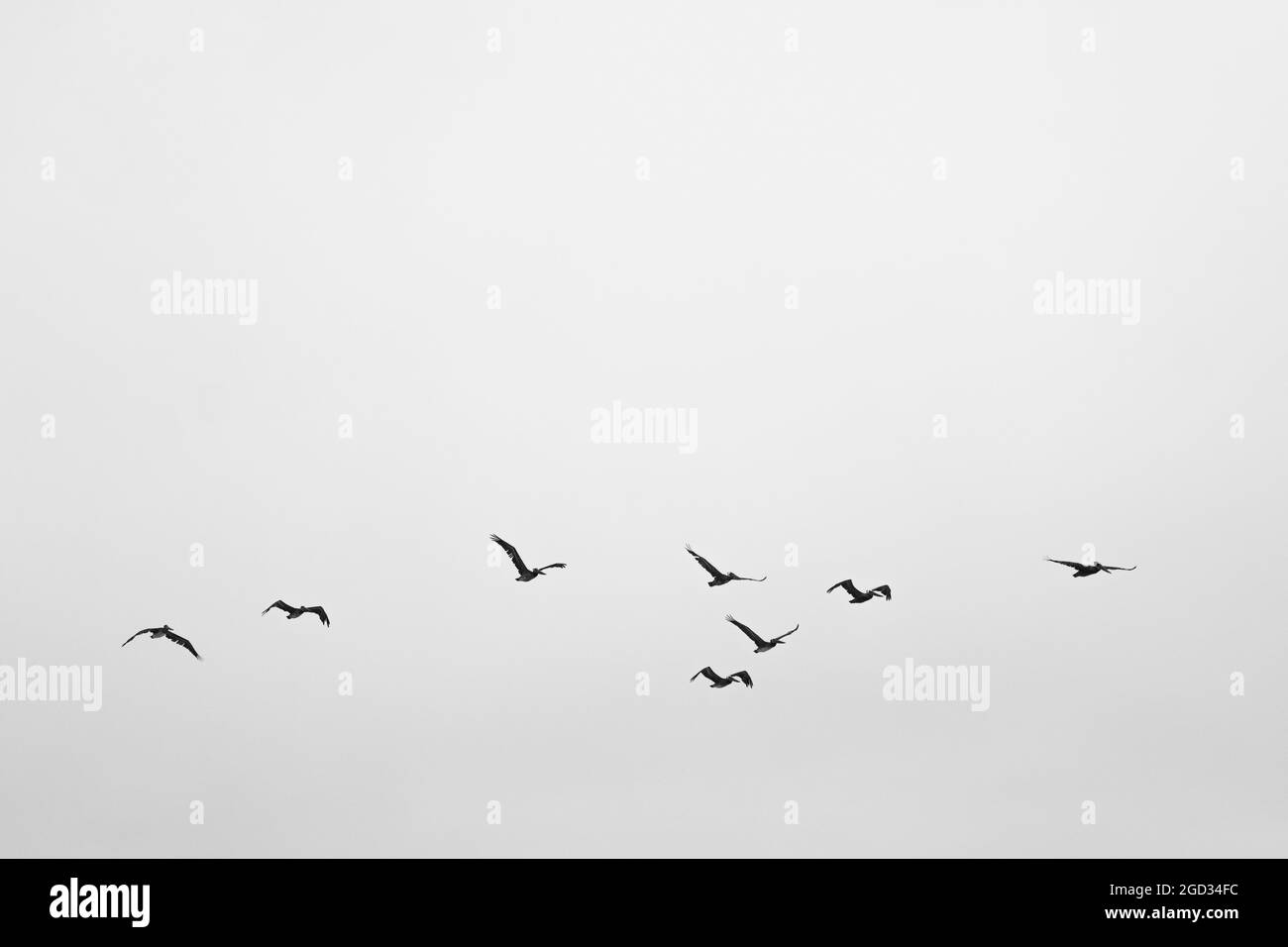Vogelschwarm fliegt Stockfoto
