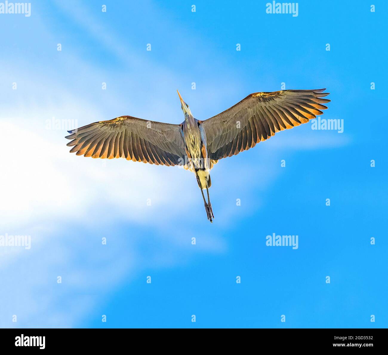 Großer Blaureiher im Flug mit großen offenen Flügeln, die direkt über dem Himmel fliegen und von einem tiefblauen Himmel und wispy weißen Wolken eingerahmt werden. Stockfoto