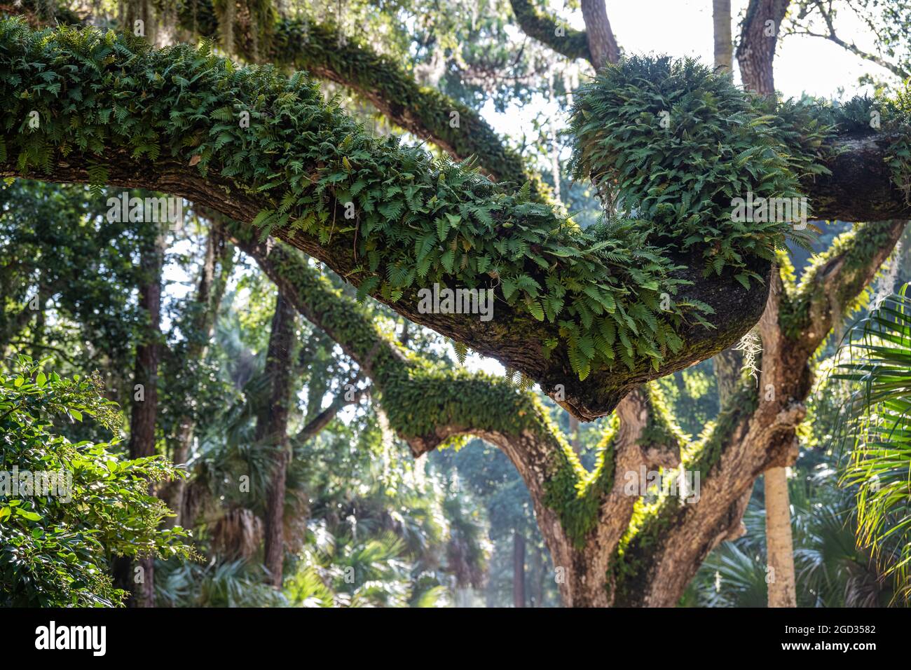 Florida Eichen mit Auferstehungsfarnen im wunderschönen Washington Oaks Gardens State Park in Palm Coast, Florida. (USA) Stockfoto