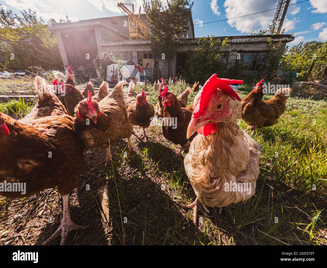 Freirandes-Huhn. Ein Foto von rotbraunen Haushühnern im Dorf an einem sonnigen Sommertag. Stockfoto