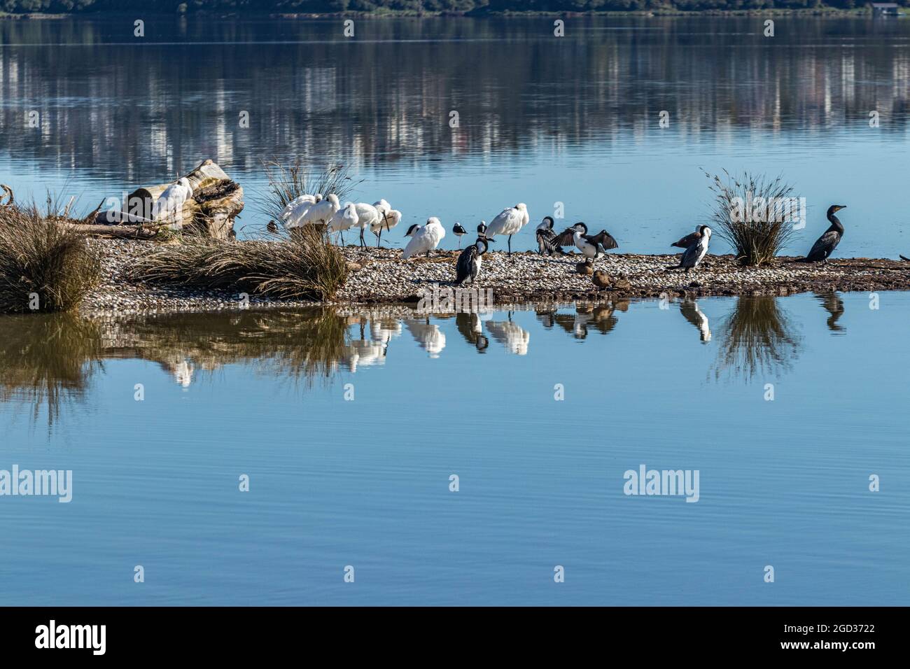 Vögel ruhen auf Sandbank Stockfoto