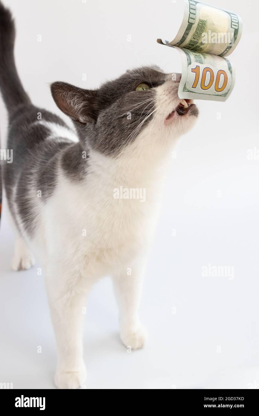 Die Katze schnüffelt 100 Dollar. Nahaufnahme. Amerikanisches Geld. Stockfoto