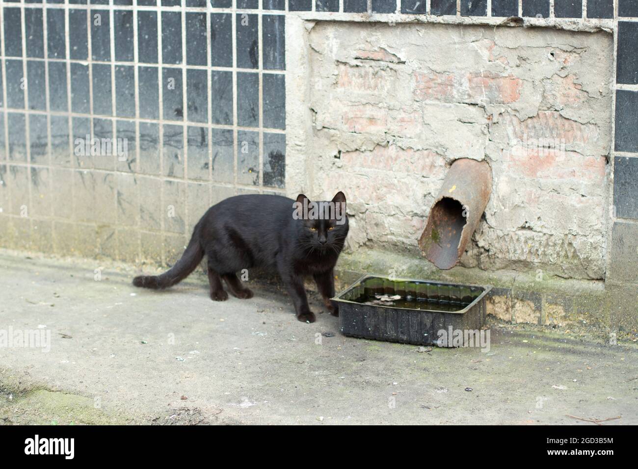 Schwarze Katze auf der Straße. Die Katze wurde ohne ein Zuhause gelassen. Eine schwarze Katze ist ein schlechtes Omen. Stockfoto