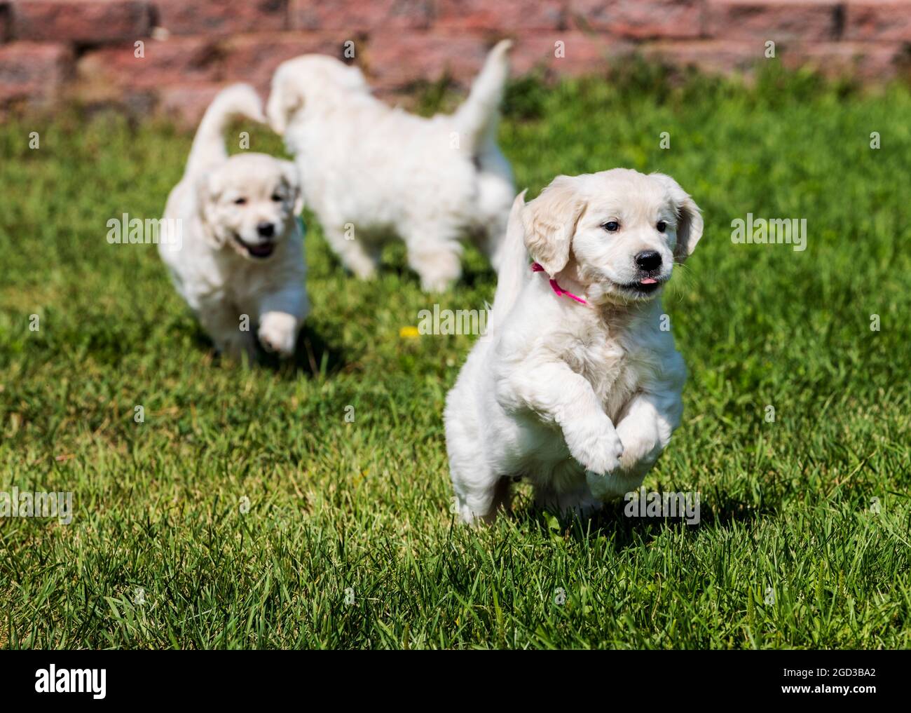 Platinum, oder Creme farbigen Golden Retriever Welpen auf Rasen Stockfoto Platinum, oder Creme farbigen Golden Retriever Welpen auf Rasen Stockfoto