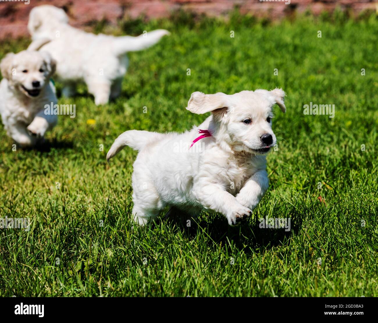 Platinum, oder Creme farbigen Golden Retriever Welpen auf Rasen Stockfoto Platinum, oder Creme farbigen Golden Retriever Welpen auf Rasen Stockfoto
