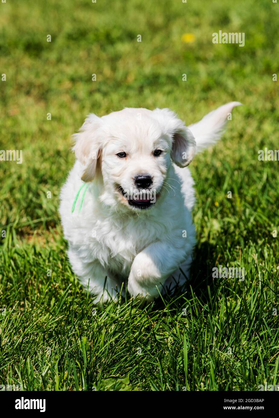 Platinum, oder Creme farbigen Golden Retriever Welpen auf Rasen Stockfoto Platinum, oder Creme farbigen Golden Retriever Welpen auf Rasen Stockfoto