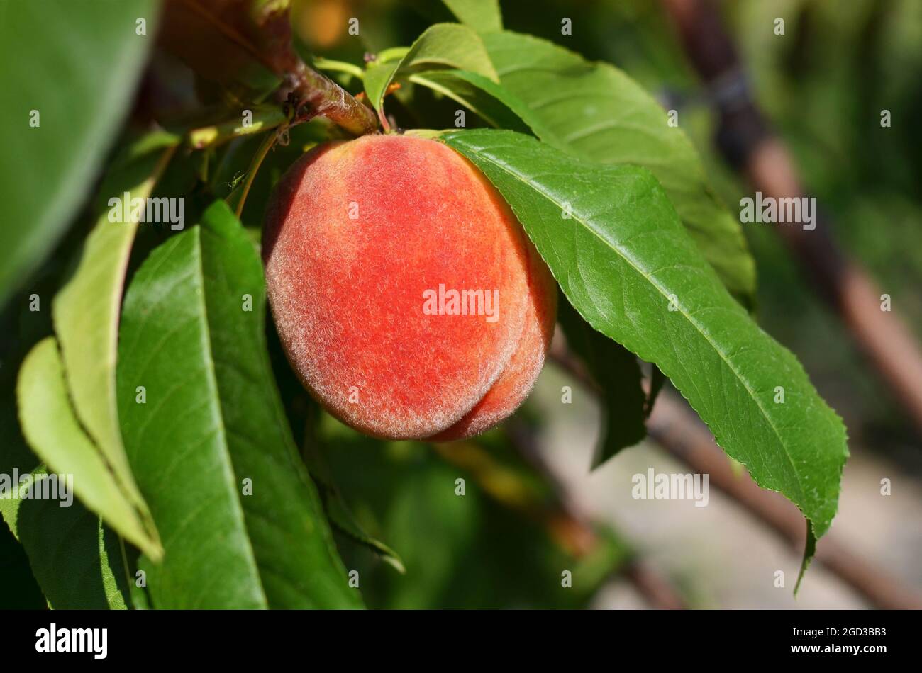 Nahaufnahme eines reifen saftigen Pfirsichs auf einem Zweig mit grünen Blättern. Konzept der organischen Gartenarbeit. Stockfoto