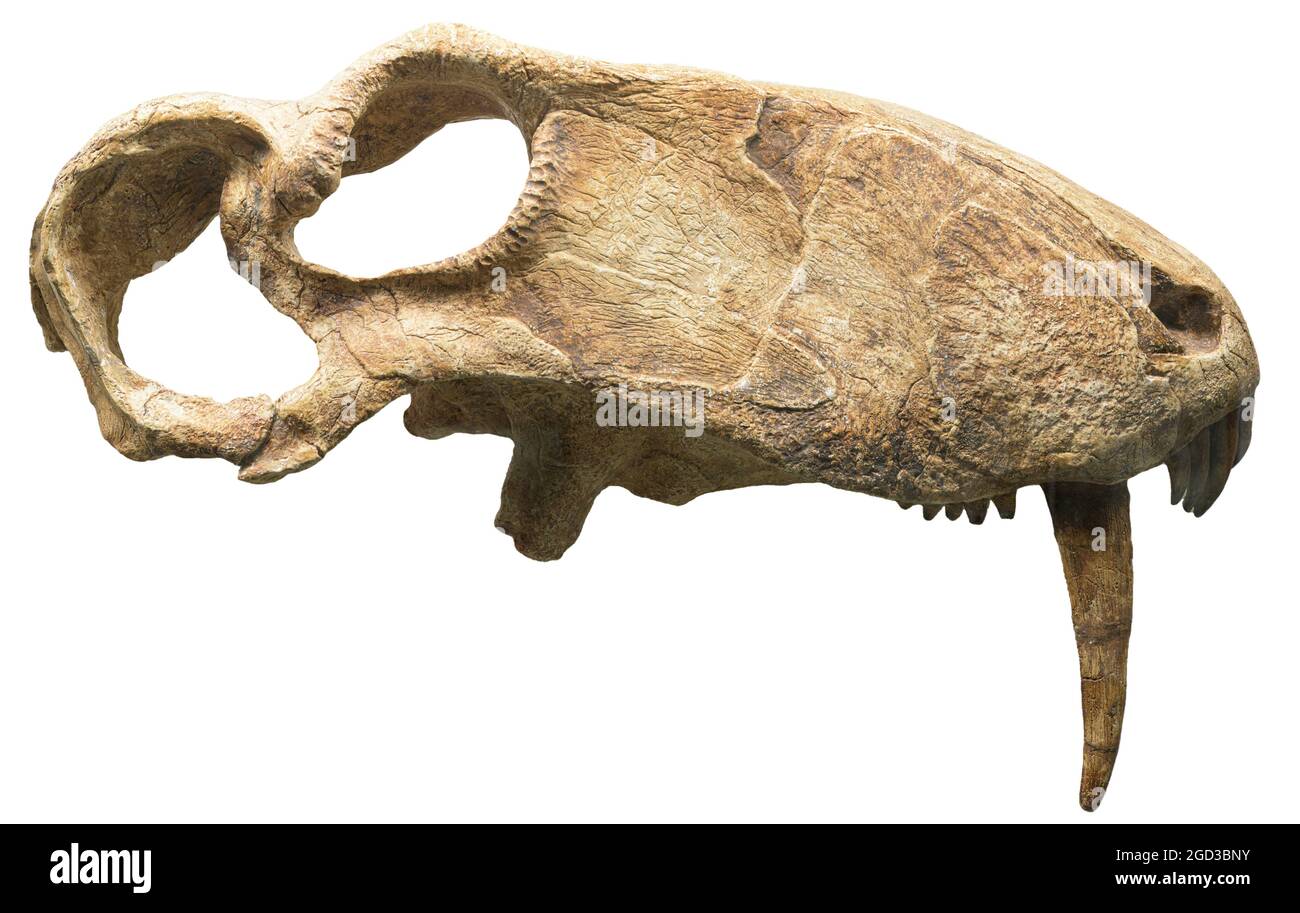 Biarmosuchus tener. Mittlere Permianperiode. Stockfoto