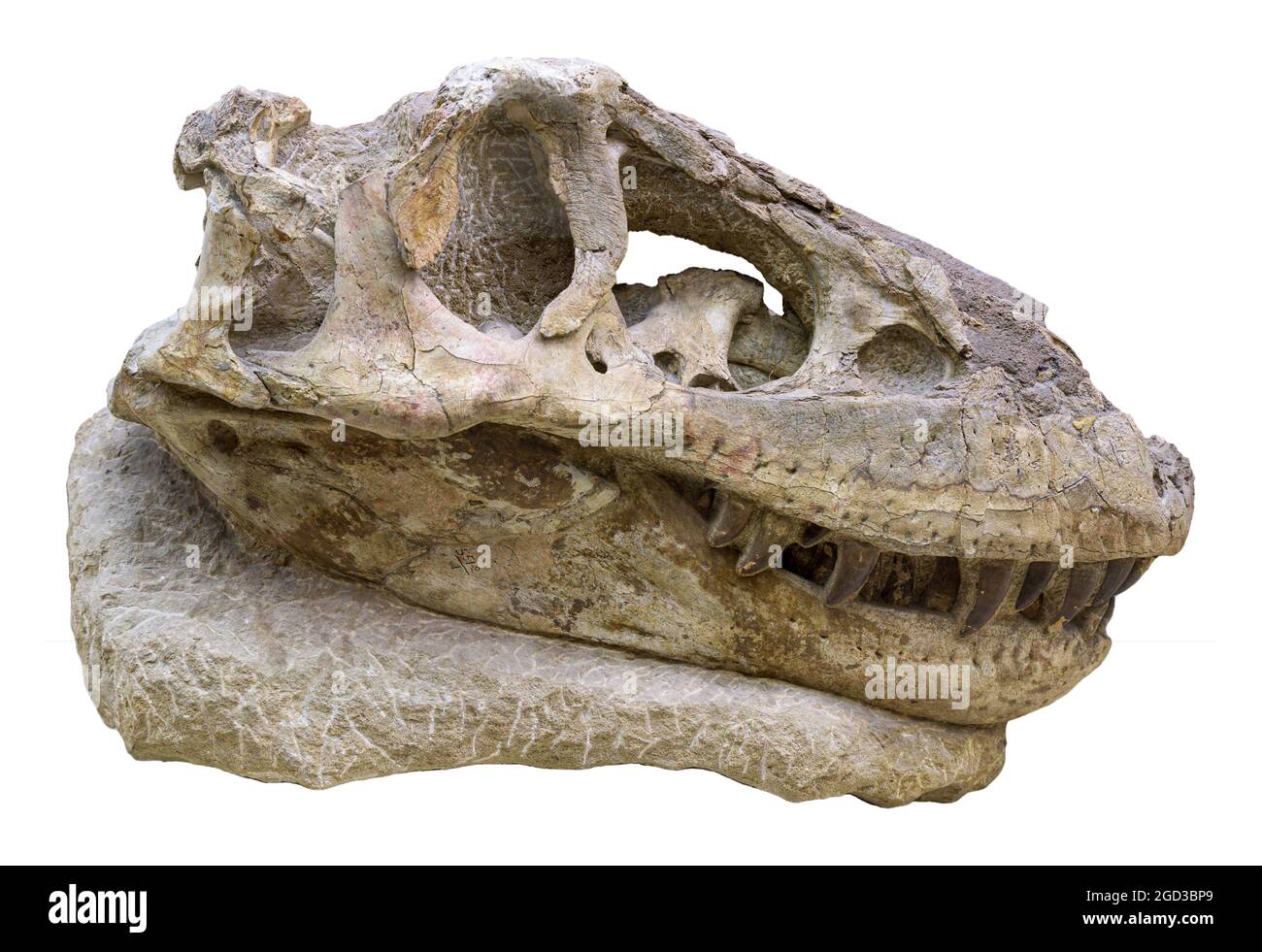 Tarcosaurus bataar - tyrannosaurischer Dinosaurier, späte Kreidezeit Stockfoto