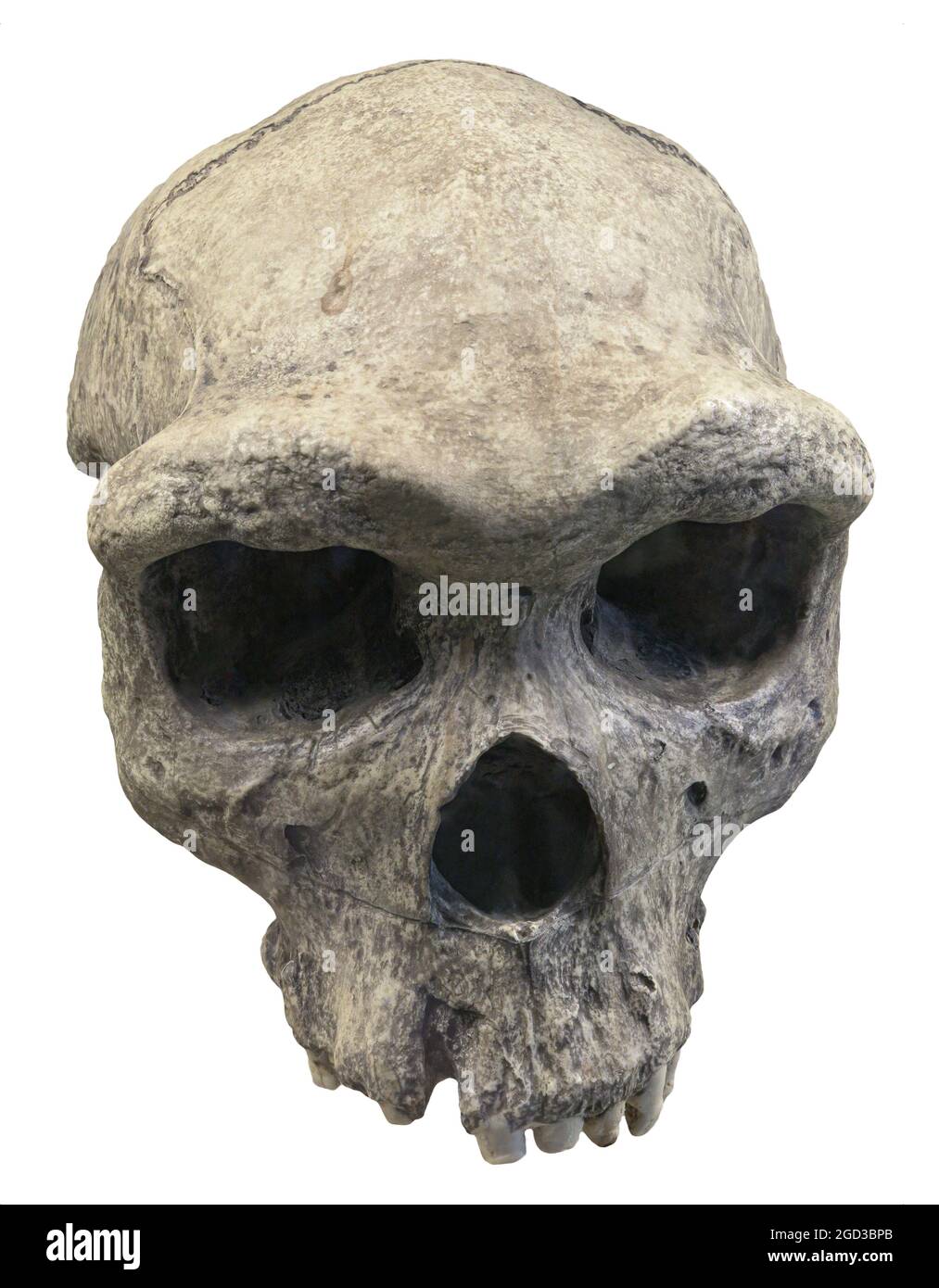 Der Schädel des Homo erectus dubois ist eine ausgestorbene Spezies eines archaischen Menschen aus dem Pleistozän Stockfoto
