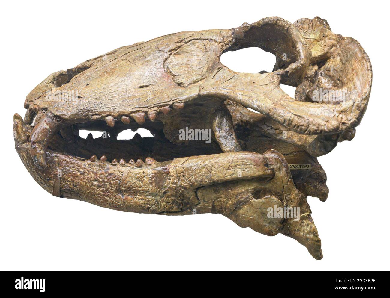 Syodon - Gattung der dinocephalischen Therapeuten. Mittlere Permianperiode der Paläozoikum-Ära Stockfoto