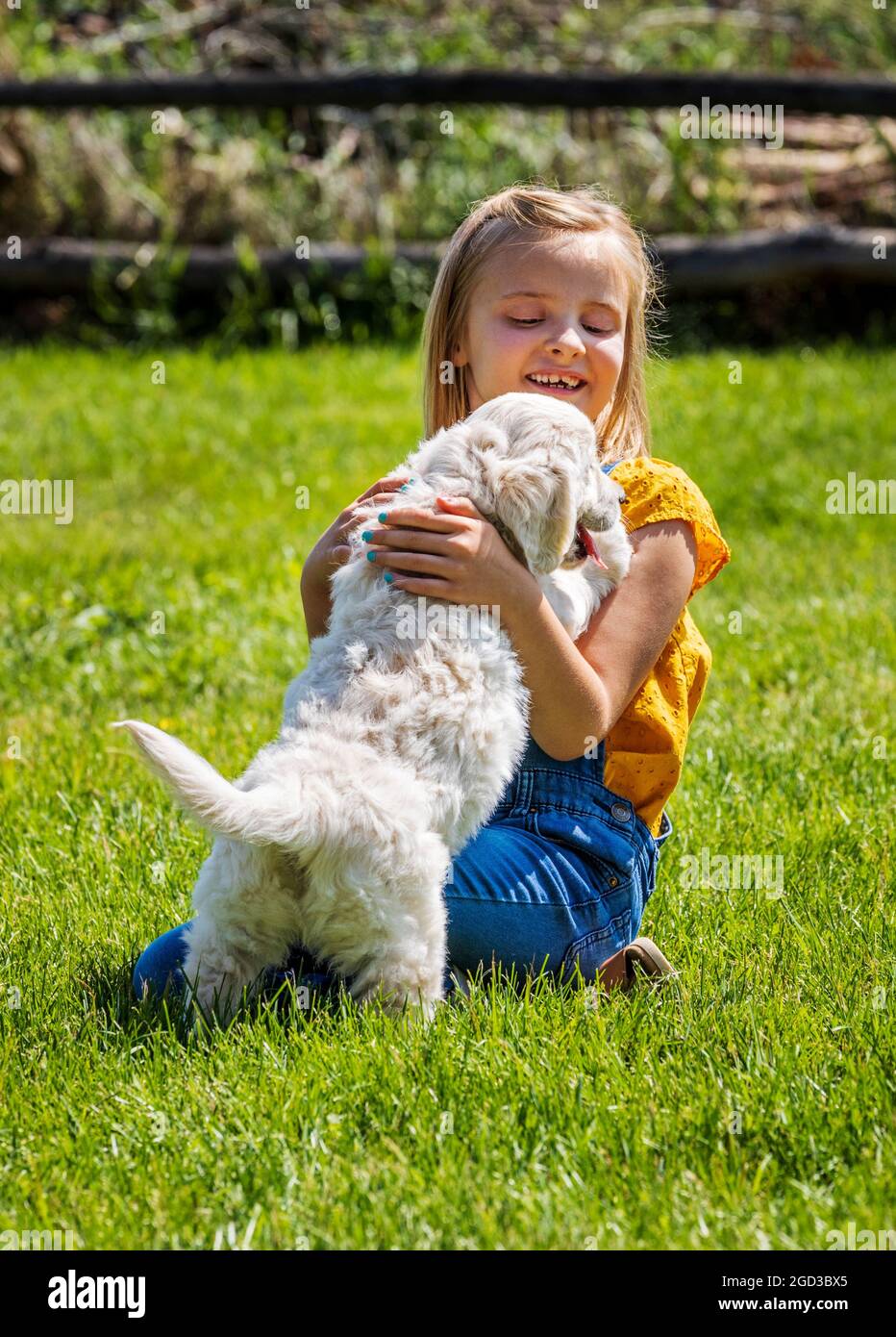 Junges Mädchen, das mit sechs Wochen alten Platinum- oder Cream Coloured Golden Retriever-Welpen auf Gras spielt. Stockfoto