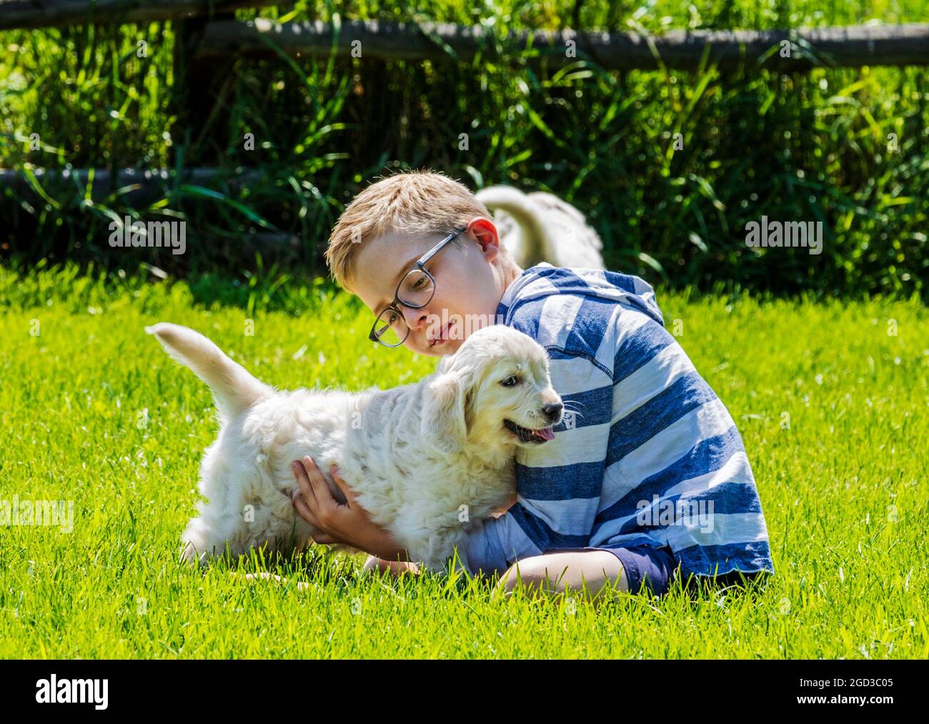 Kleiner Junge, der mit sechs Wochen alten Platinum- oder Cream Coloured Golden Retriever-Welpen auf Gras spielt. Stockfoto
