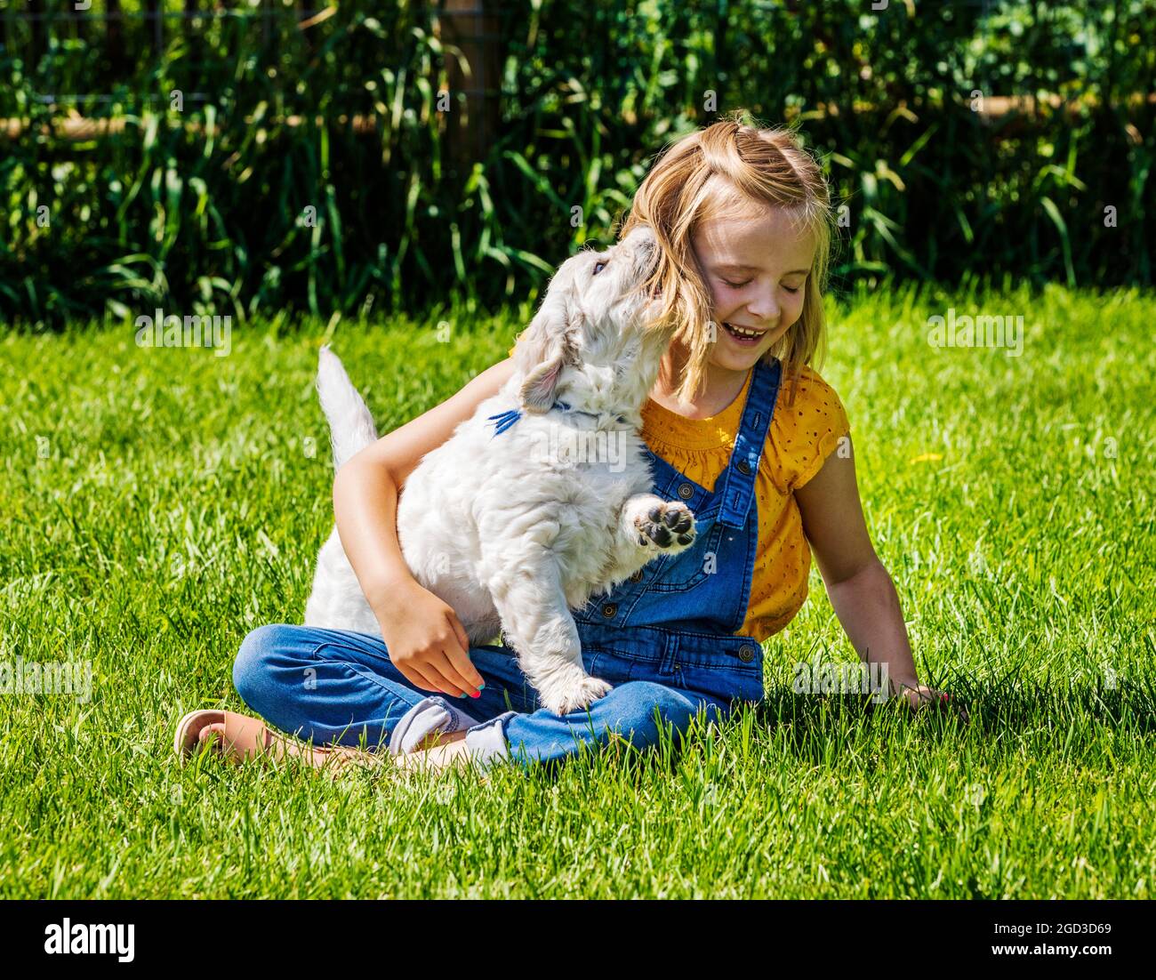 Junges Mädchen, das mit sechs Wochen alten Platinum- oder Cream Coloured Golden Retriever-Welpen auf Gras spielt. Stockfoto