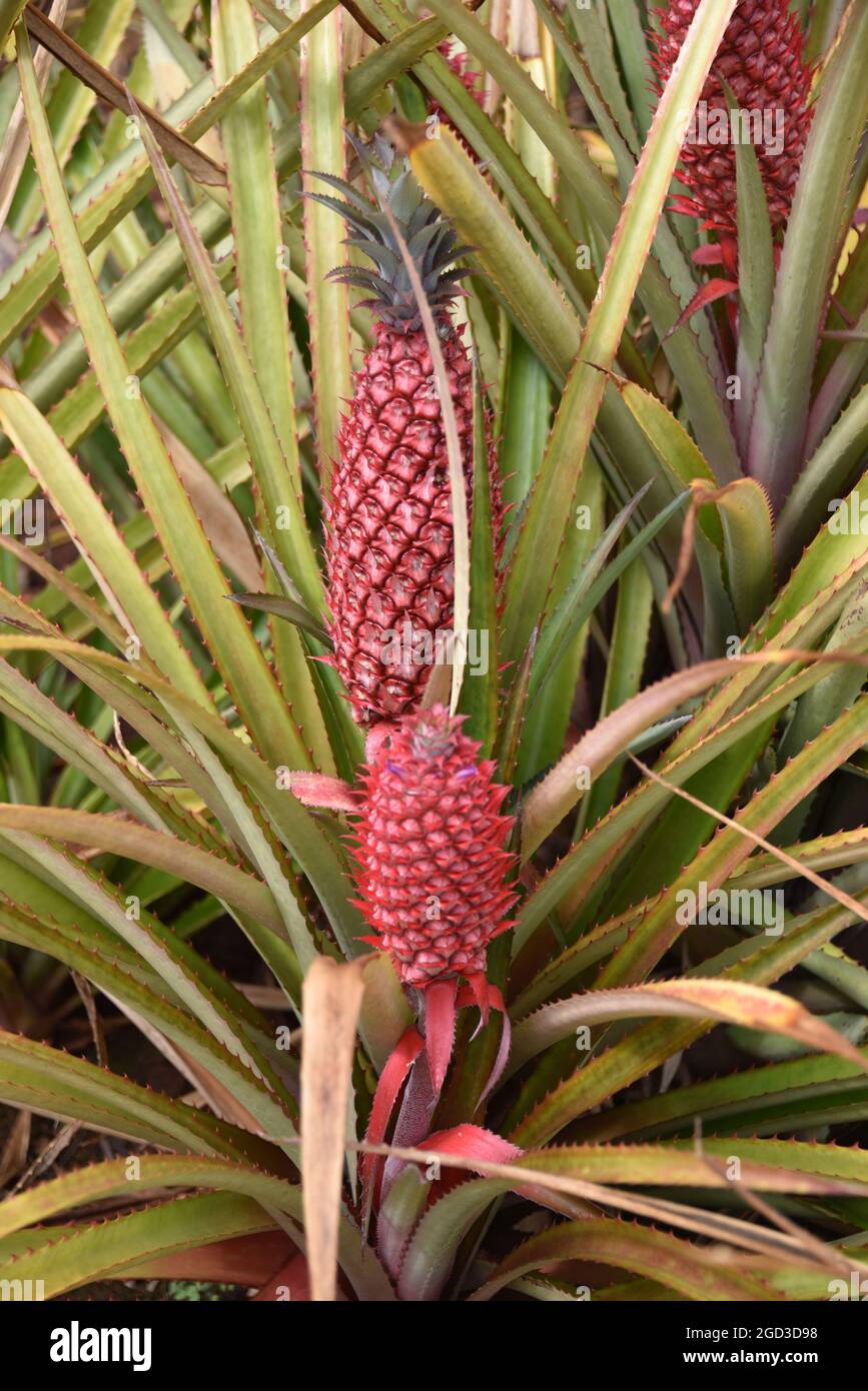 Oahu HI U.S.A. 6/3&6/2021. Dole Plantation. Gärten. Pineapple Express-Zug. Labyrinth. Souvenirladen. Leckere Ananas. ADA freundlich Stockfoto