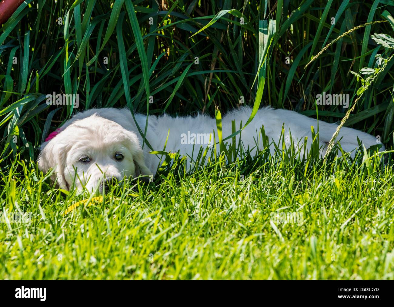 Platinum, oder Creme farbigen Golden Retriever Welpen auf Rasen Stockfoto Platinum, oder Creme farbigen Golden Retriever Welpen auf Rasen Stockfoto