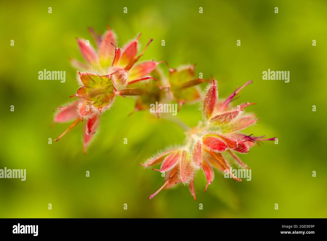 Makro des Wildgeranium-Saatkopfes in Südzentralalaska. Stockfoto