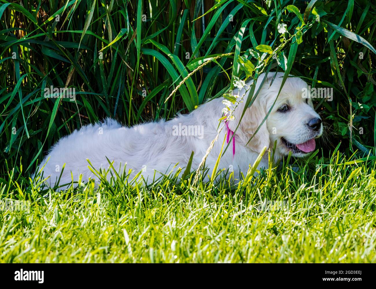 Platinum, oder Creme farbigen Golden Retriever Welpen auf Rasen Stockfoto Platinum, oder Creme farbigen Golden Retriever Welpen auf Rasen Stockfoto